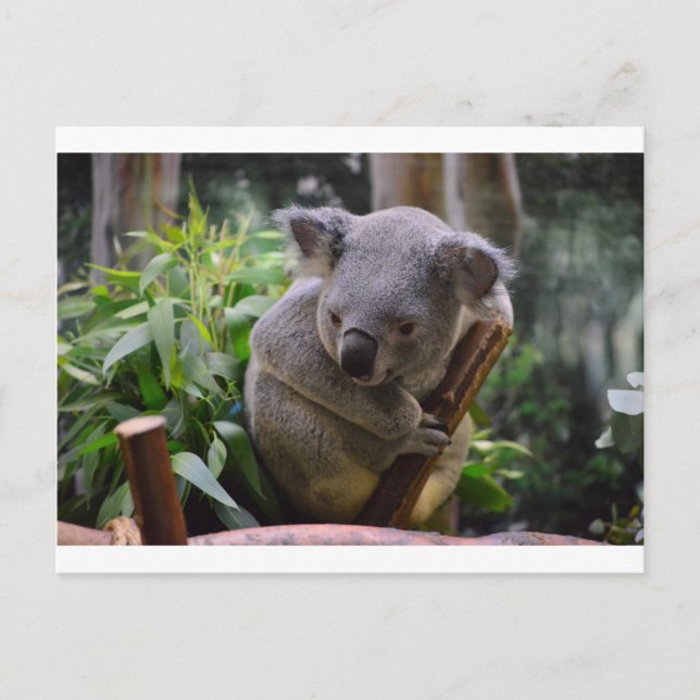 Koala Postkarte (Vorderseite)