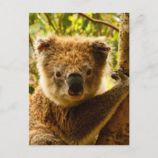 Koala Postkarte