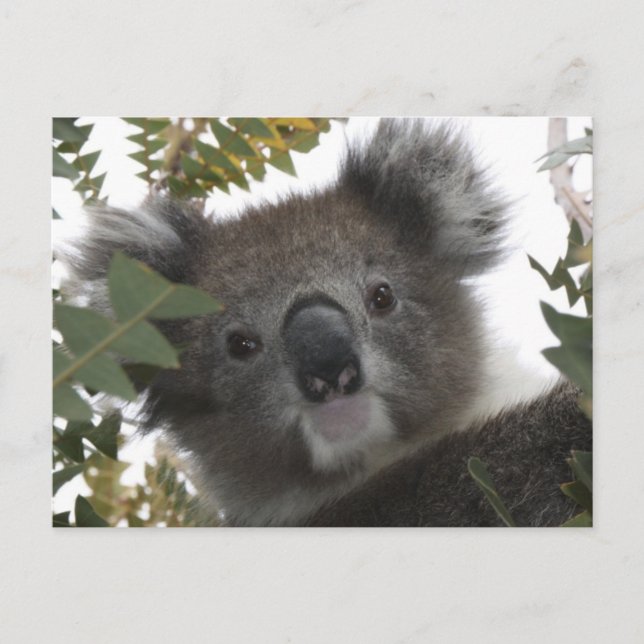 Koala Postkarte (Vorderseite)