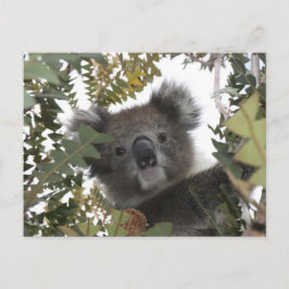Koala Postkarte