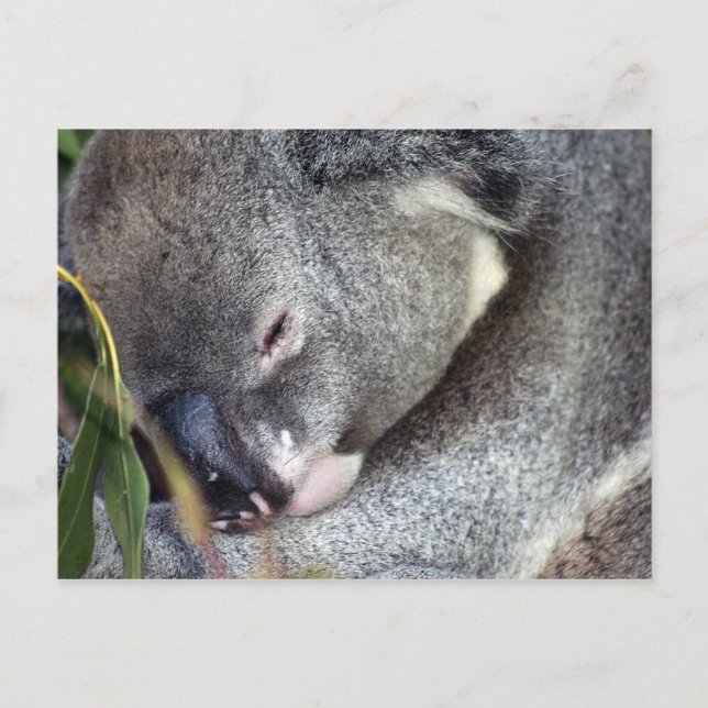 Koala Postkarte (Vorderseite)