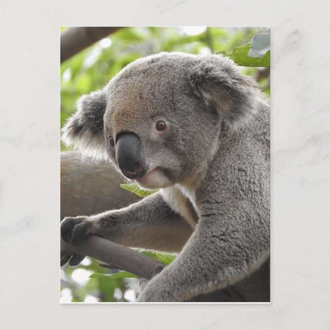 Koala Postkarte (Vorderseite)