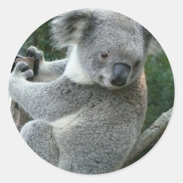 Koala Runder Aufkleber (Vorderseite)