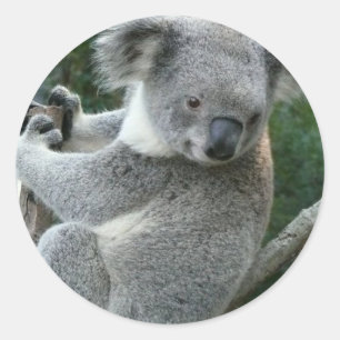 Koala Runder Aufkleber