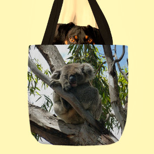 Koala - Schlafen