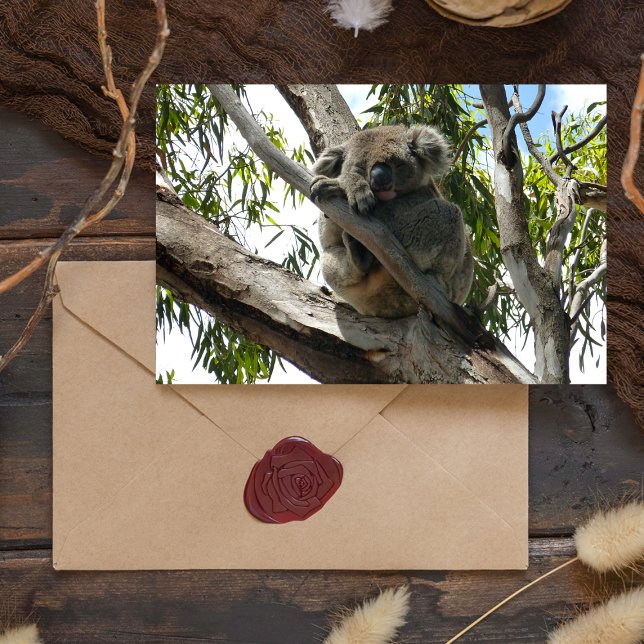 Koala - Schlafen Feiertagspostkarte (Von Creator hochgeladen)
