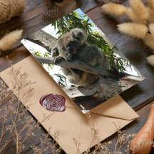 Koala - Schlafen