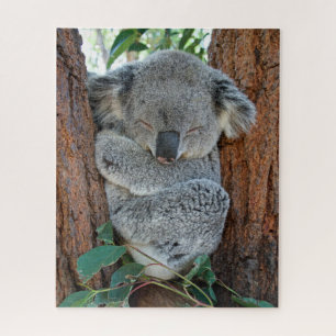 Koala schlafen, Jigsaw Puzzle