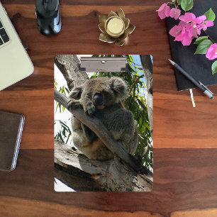 Koala - Schlafen Klemmbrett