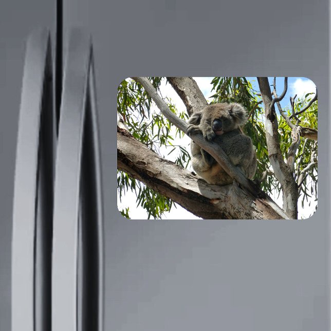 Koala - Schlafen Magnet (Von Creator hochgeladen)