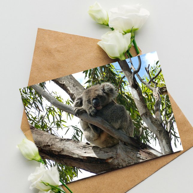 Koala - Schlafen Postkarte (Von Creator hochgeladen)
