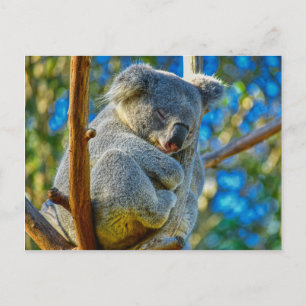 Koala schläft friedlich in einem Baum Postkarte