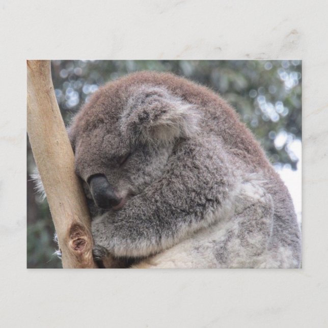 Koala schläft postkarte (Vorderseite)