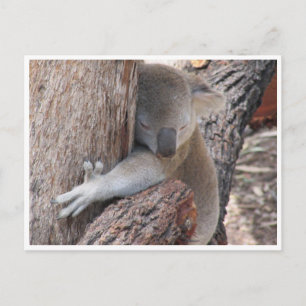 Koala-Schläger Postkarte