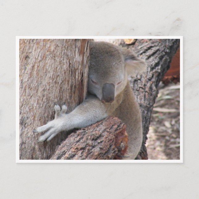 Koala-Schläger Postkarte (Vorderseite)
