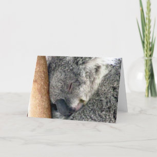 koala sleeps karte
