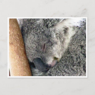 koala sleepy postkarte