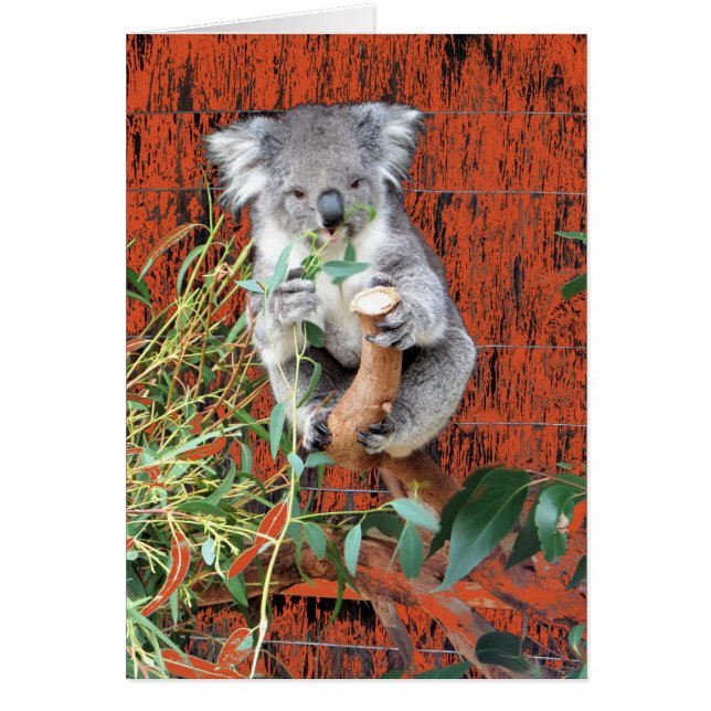 Koala Snack Time (Vorne)