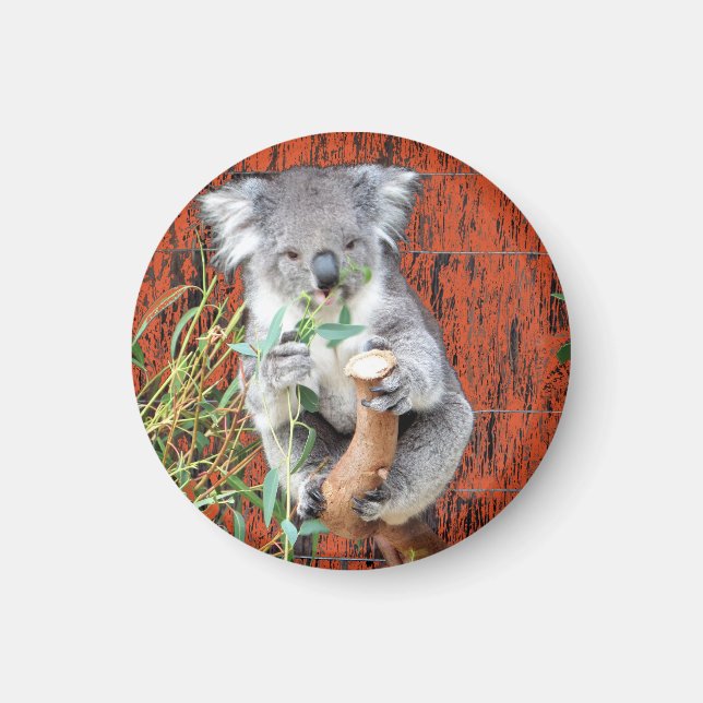 Koala Snack Time Magnet (Vorne)