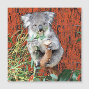 Koala Snack Time Magnetkarte