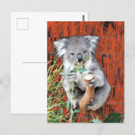 Koala Snack Time Postcard Postkarte