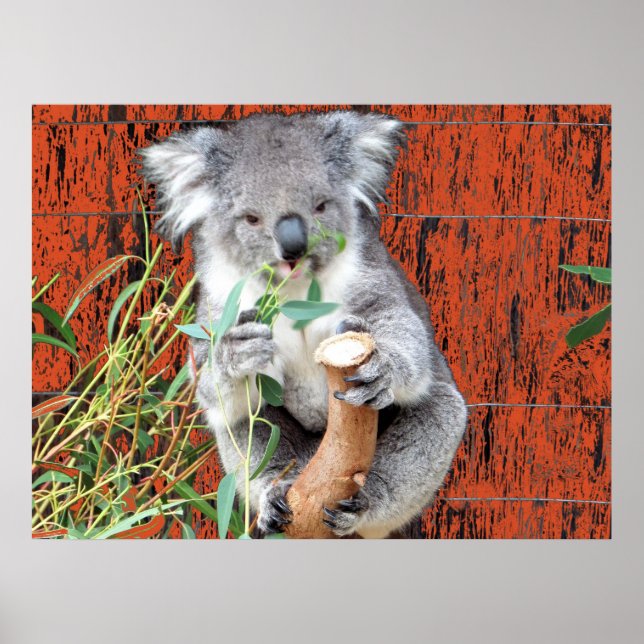 Koala Snack Time Poster (Vorne)