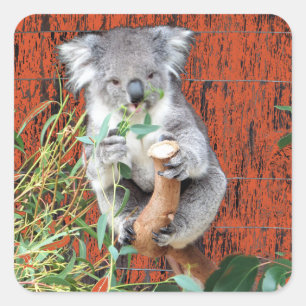 Koala Snack Time Quadratischer Aufkleber
