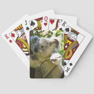 Koala Spielkarten