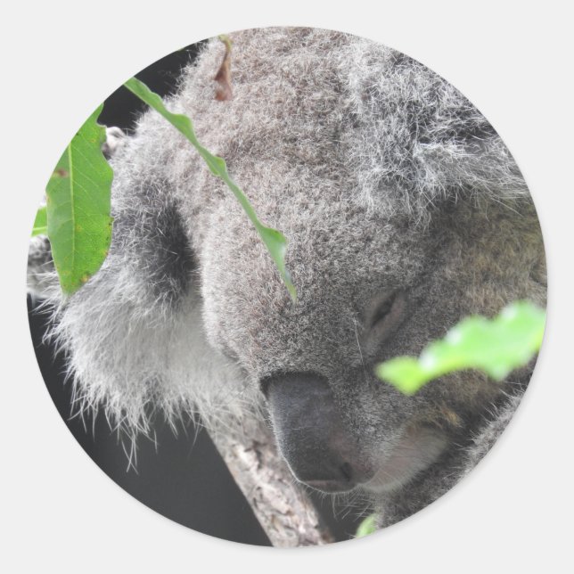 Koala Sticker (Vorderseite)