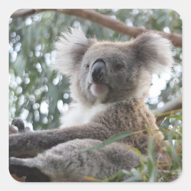 Koala Sticker (Vorderseite)