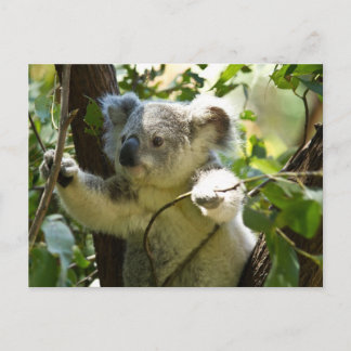 Koala Süsse Postkarte