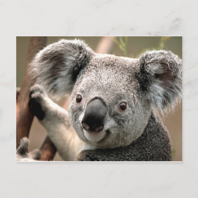 Koala un animal unico postkarte (Vorderseite)
