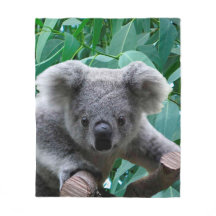 Koala und Eukalyptus