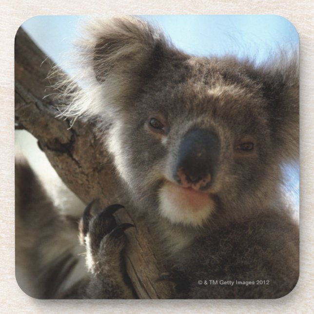 Koala Untersetzer (Vorderseite)