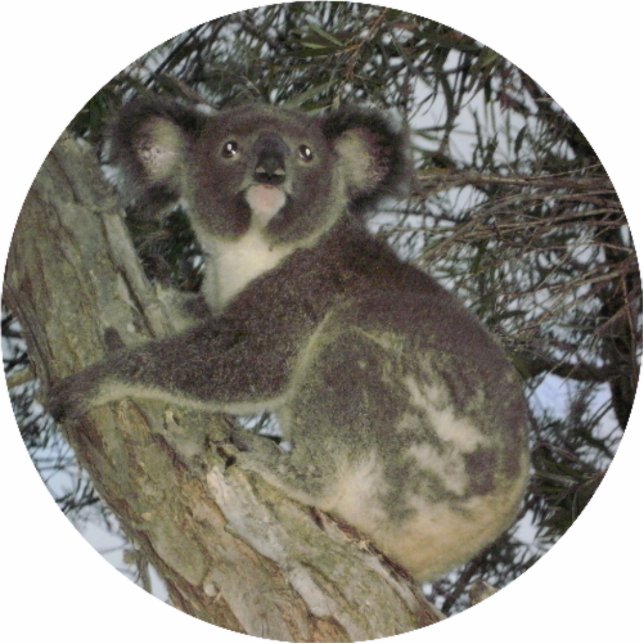 Koala-Weihnachtsverzierung Fotoskulptur Ornament (Vorne)