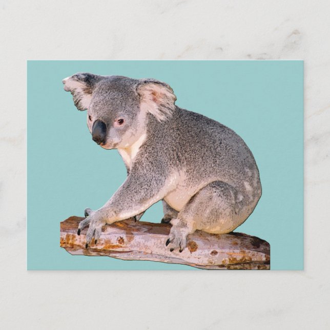 Koala Zeichnend Postkarte (Vorderseite)