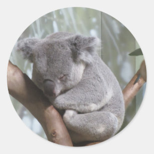 Koalabär Runder Aufkleber