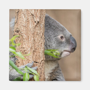KoalaHeadshot Magnet