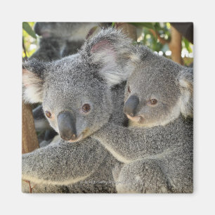 KoalaPhascolarctos cinereus Queensland. Magnet