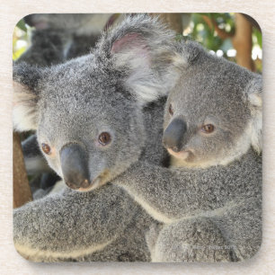 KoalaPhascolarctos cinereus Queensland. Untersetzer