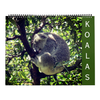 Koalas 2025 großer Kalender