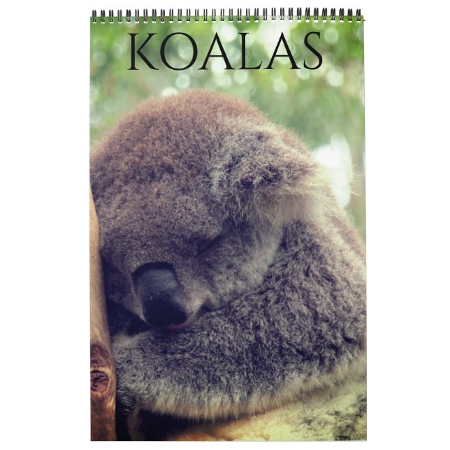 Koalas 2025 kalender (Titelbild)