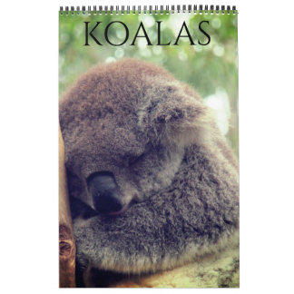 Koalas 2025 kalender