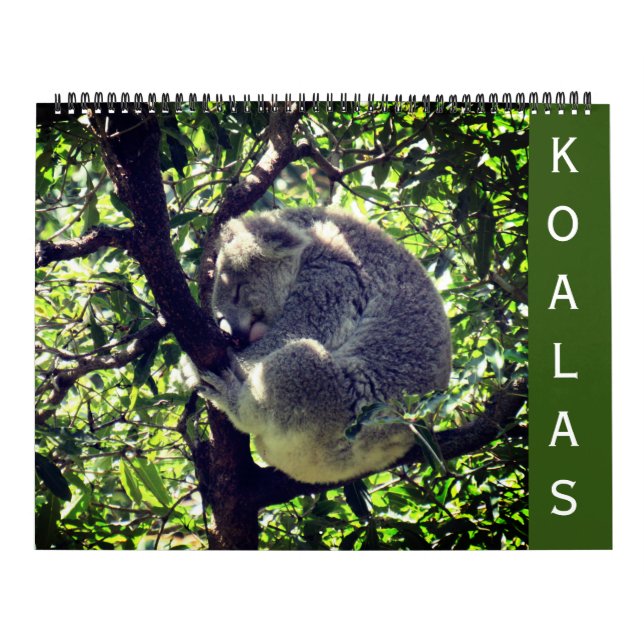 Koalas 2027 großer Kalender (Titelbild)