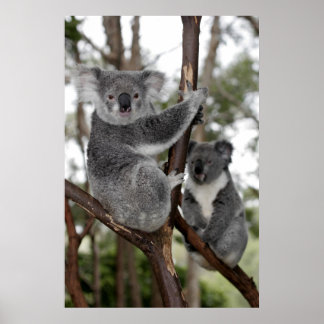 Koalas in den Bäumen Poster