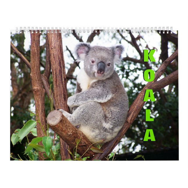 Koalas-Kalender Kalender (Titelbild)