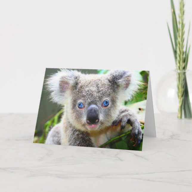 Koalas Karte (Vorderseite)