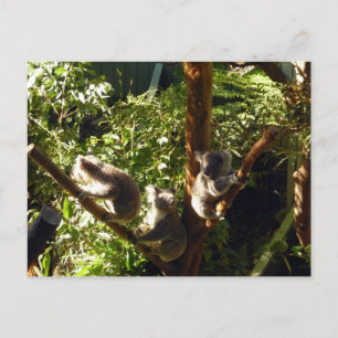 Koalas Postkarte