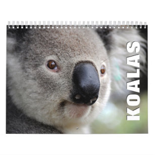 Koalas Wall Calendar Kalender