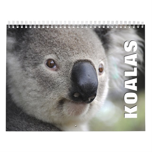 Koalas Wall Calendar Kalender (Titelbild)